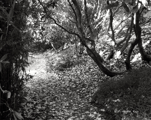 Bois des Moutiers (30) Juin 2012